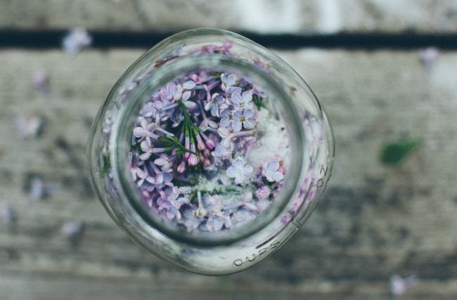 lilac sugar | the vanilla bean blog
