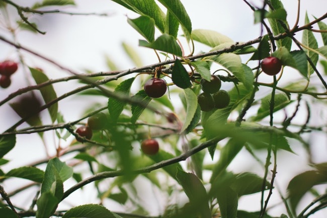 peach and cherry galette | the vanilla bean blog